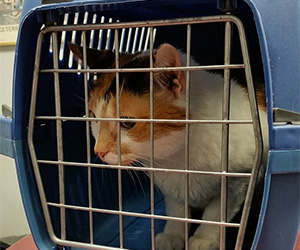 Old Dominion Animal Hospital, Charlottesville, VA