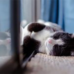 Creature Comforts