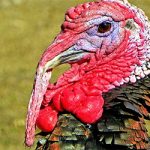 Talking Turkey