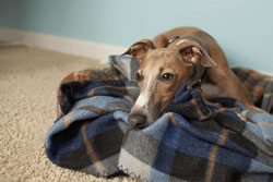 Make your Dog Feel Secure on the Fourth of July
