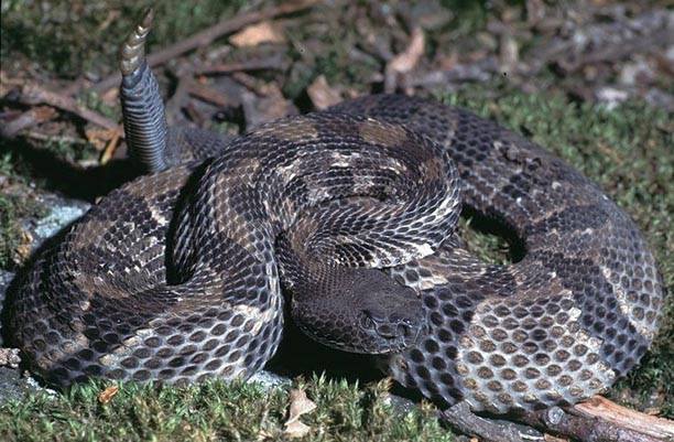 Timber Rattlesnake