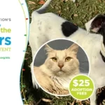 Empty the Shelters