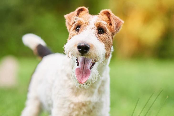 Canine Body Language