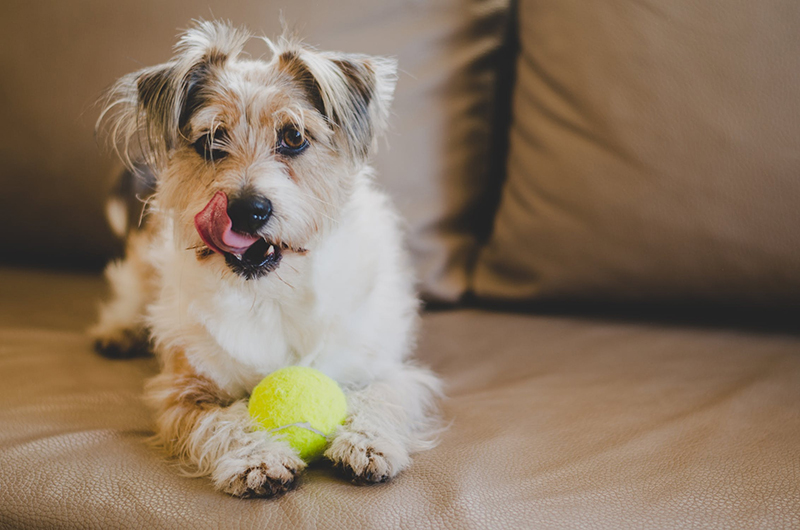 Charlottesville Animal Hospital