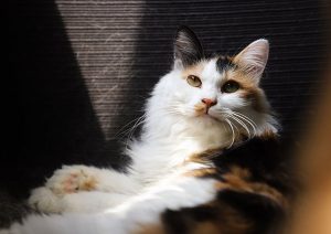 what your cat is saying