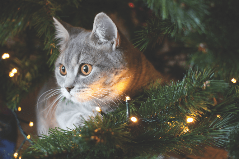 Cat Safety During the Holidays