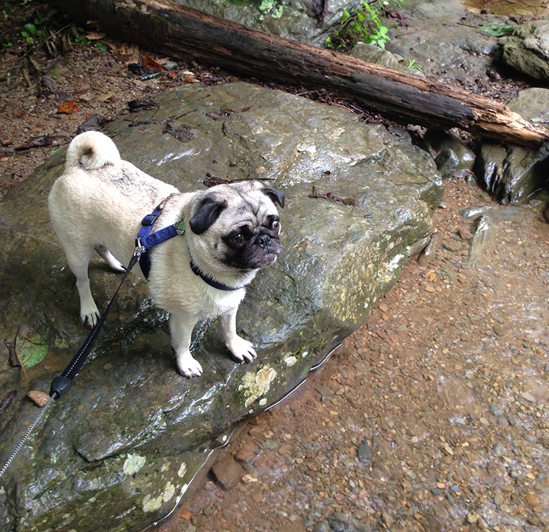 Outdoor fun with your dog